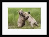 Pair of Brwon (Grizzly) Bears play fighting by Anonymous