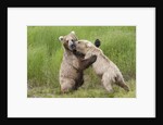 Pair of Brwon (Grizzly) Bears play fighting by Anonymous