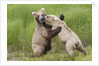 Pair of Brwon (Grizzly) Bears play fighting by Anonymous