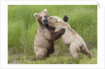 Pair of Brwon (Grizzly) Bears play fighting by Anonymous