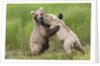 Pair of Brwon (Grizzly) Bears play fighting by Anonymous