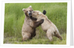 Pair of Brwon (Grizzly) Bears play fighting by Anonymous