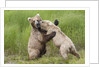 Pair of Brwon (Grizzly) Bears play fighting by Anonymous