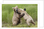 Pair of Brwon (Grizzly) Bears play fighting by Anonymous