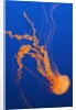 Black Sea Nettle by Anonymous