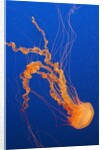 Black Sea Nettle by Anonymous