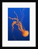 Black Sea Nettle by Anonymous