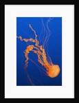 Black Sea Nettle by Anonymous