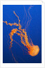Black Sea Nettle by Anonymous