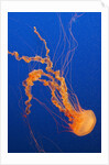 Black Sea Nettle by Anonymous