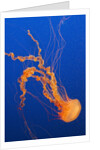 Black Sea Nettle by Anonymous