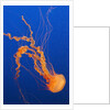 Black Sea Nettle by Anonymous