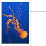 Black Sea Nettle by Anonymous
