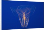 Comb Jelly by Anonymous