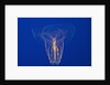 Comb Jelly by Anonymous