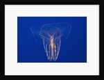 Comb Jelly by Anonymous