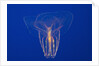Comb Jelly by Anonymous