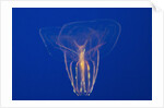 Comb Jelly by Anonymous
