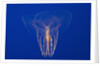 Comb Jelly by Anonymous