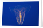 Comb Jelly by Anonymous