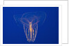 Comb Jelly by Anonymous