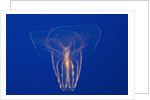 Comb Jelly by Anonymous