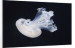 Barrel Jelly by Anonymous