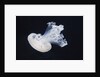 Barrel Jelly by Anonymous