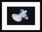 Barrel Jelly by Anonymous