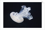 Barrel Jelly by Anonymous
