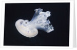 Barrel Jelly by Anonymous