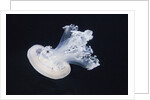 Barrel Jelly by Anonymous