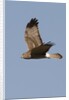 Northern Harrier in flight by Anonymous