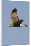 Northern Harrier in flight by Anonymous