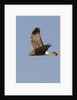 Northern Harrier in flight by Anonymous
