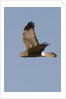 Northern Harrier in flight by Anonymous