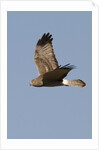 Northern Harrier in flight by Anonymous