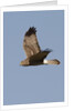 Northern Harrier in flight by Anonymous