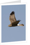 Northern Harrier in flight by Anonymous