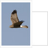 Northern Harrier in flight by Anonymous