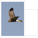Northern Harrier in flight by Anonymous