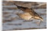 Long-Billed Curlew landing by Anonymous