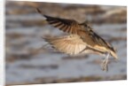Long-Billed Curlew landing by Anonymous