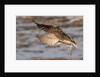 Long-Billed Curlew landing by Anonymous