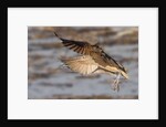 Long-Billed Curlew landing by Anonymous