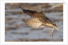 Long-Billed Curlew landing by Anonymous
