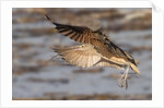 Long-Billed Curlew landing by Anonymous