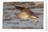 Long-Billed Curlew landing by Anonymous