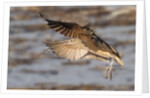 Long-Billed Curlew landing by Anonymous
