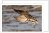 Long-Billed Curlew landing by Anonymous
